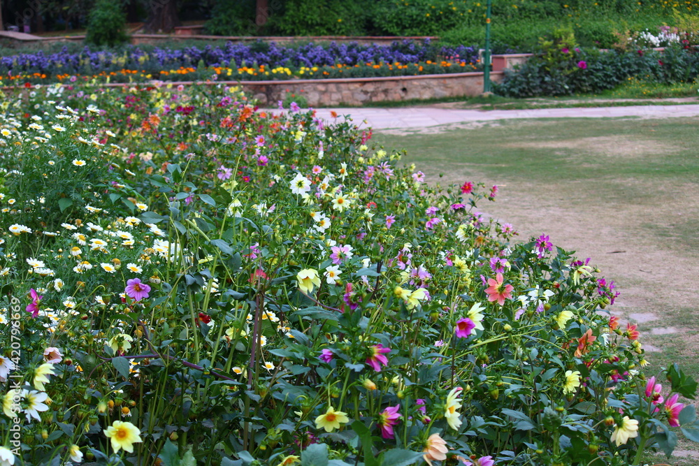 Colorful spring flowers in Lodi Gardens, New Delhi