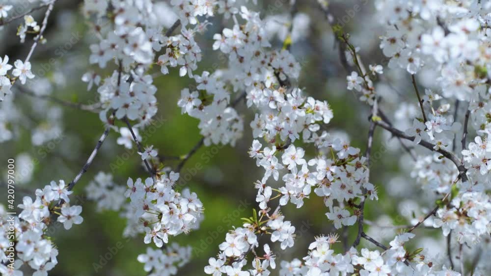 Fruit tree bloomed with white flowers in spring on a sunny day. The fruit tree bloomed with white flowers in spring on a sunny day. Branches sway in a light breeze with green leaves Fruit tree bloomed with white flowers in spring on a sunny day. The fruit tree bloomed with white flowers in spring on a sunny day. Branches sway in a light breeze with green leaves