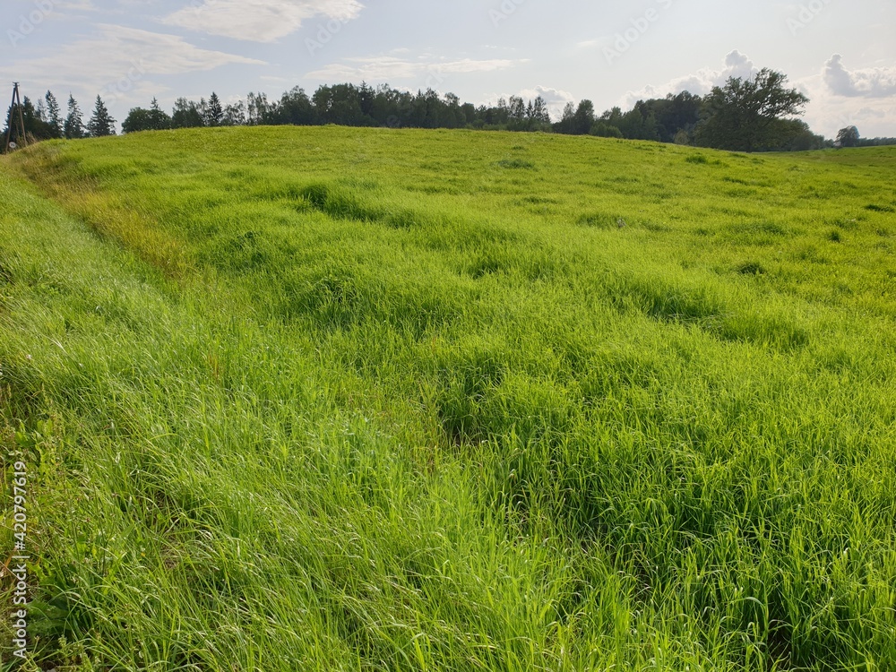 Obraz premium green field and blue sky