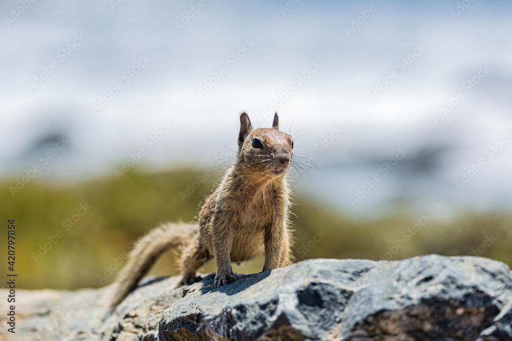 Naklejka premium Squirrel