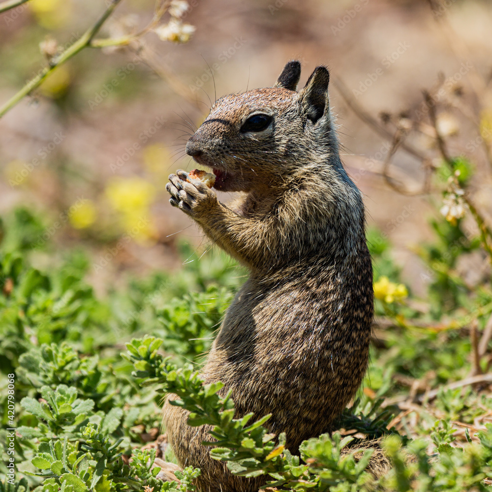 Naklejka premium Squirrel