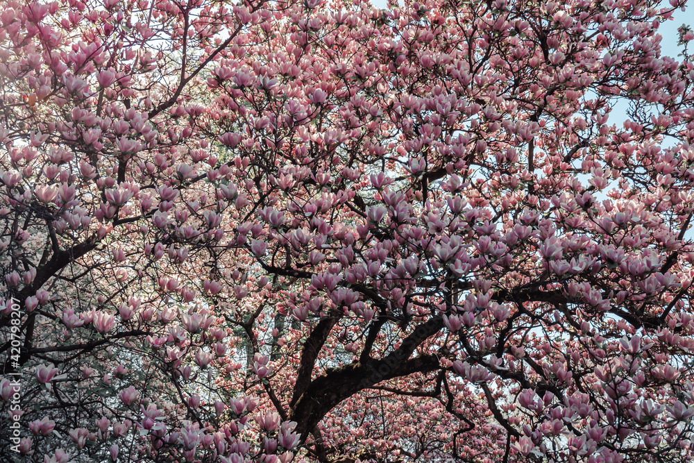 Obraz premium Cherry blossom tree, srping time