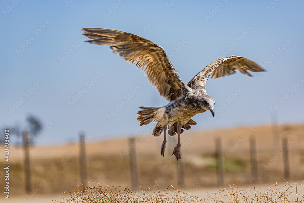 Fototapeta premium Gull