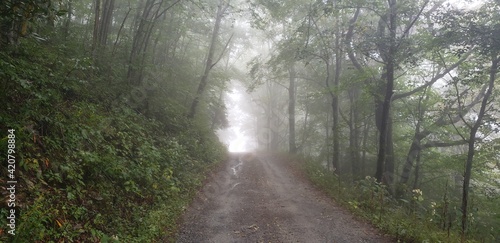 morning in the forest