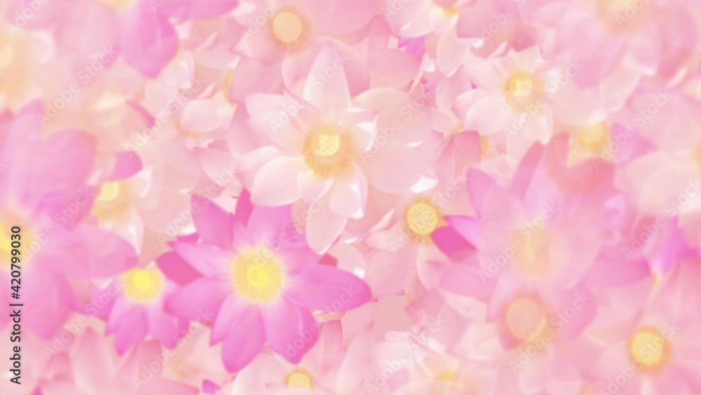 Beautiful floral motion background animation with sacred pink and white lotus flowers moving gently towards the camera. Full HD and looping background. Beautiful floral motion background animation with sacred pink and white lotus flowers moving gently towards the camera. Full HD and looping background.