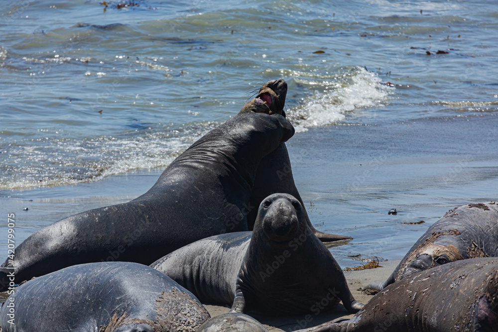 Fototapeta premium Seaelephant