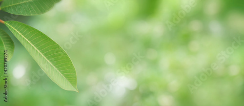 Panorama green leaves and refreshing atmosphere with sunlight. Blurred leaf background with natural bokeh light. Foliage of tropical tree in summer. Photo for cover graphic design or ecology content