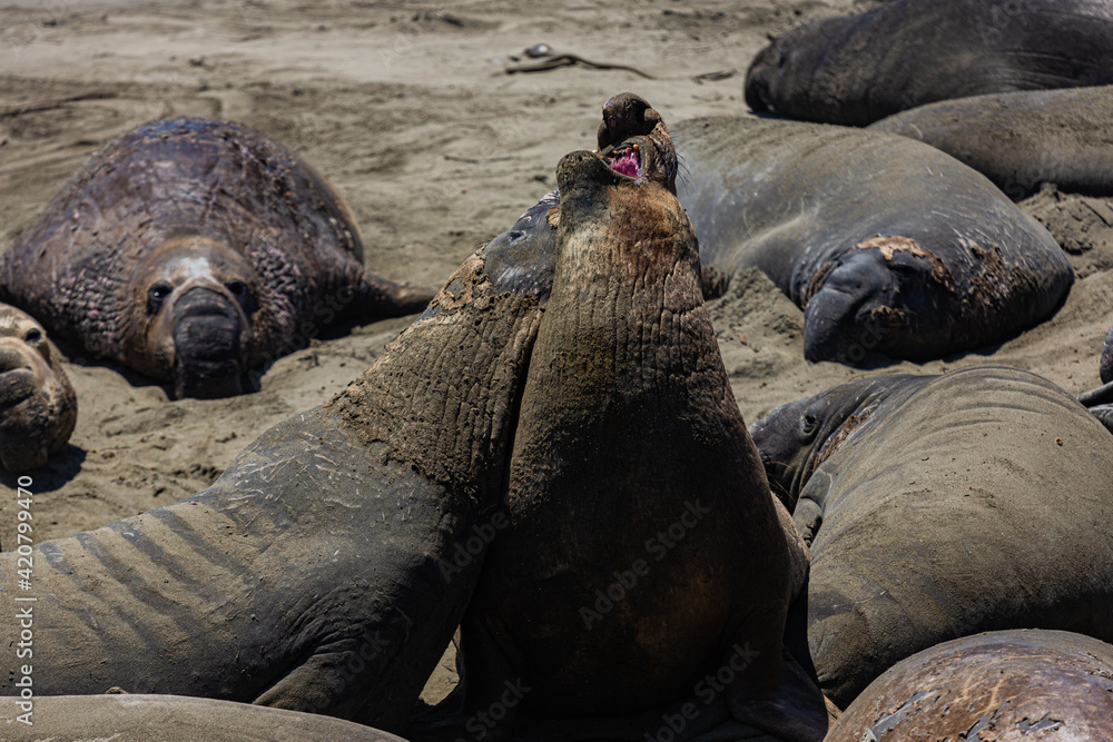 Fototapeta premium Seaelephant