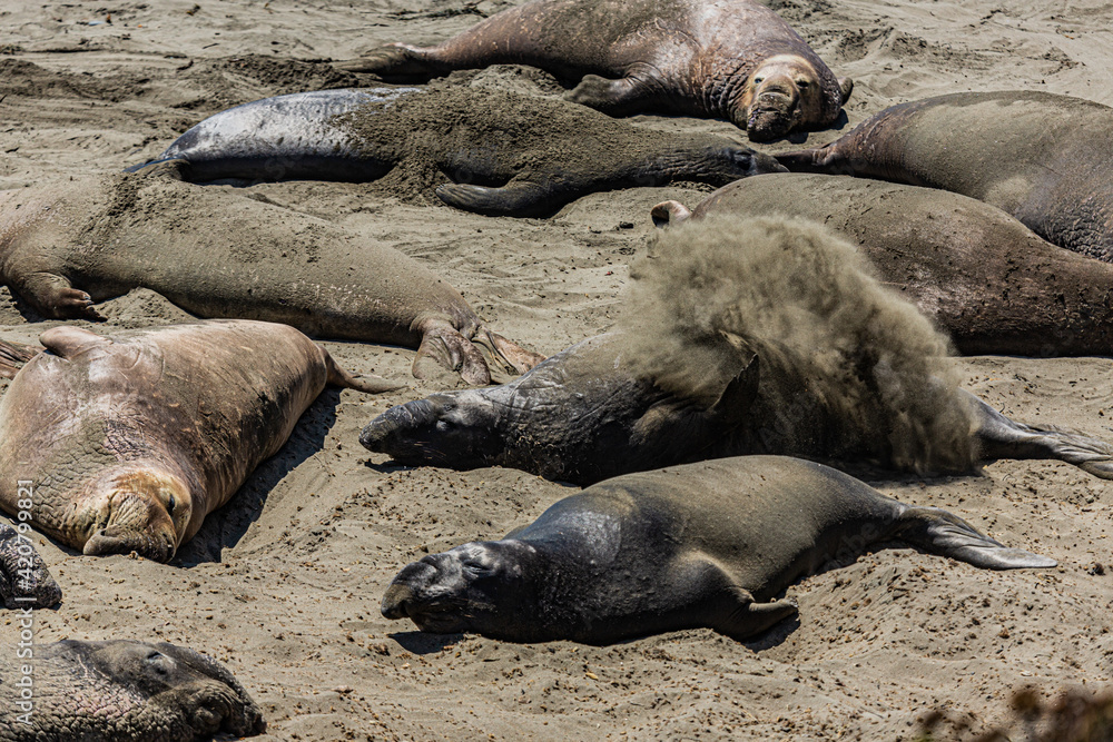 Obraz premium Seaelephant