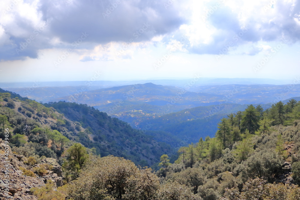 Landscape with pine tree on mountain valley near caledonia trail in the troodos mountains in Cyprus