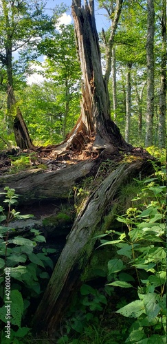 tree in the forest