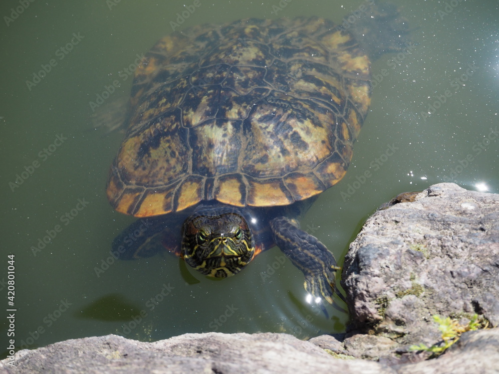 水中から顔を覗かせる亀 Stock Photo Adobe Stock