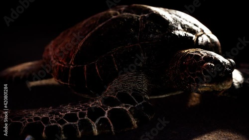 sea turtle at beach sand