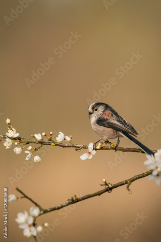 Long taild tit Aegithalos caudatus,  perched on apple blossom, spring in Oxfordshire photo