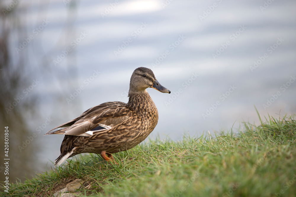 Female mallard (Anas platyrhynchos) duck on a lake Female mallard (Anas platyrhynchos) duck on a lake