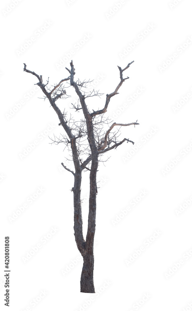 Dead tree on the white background