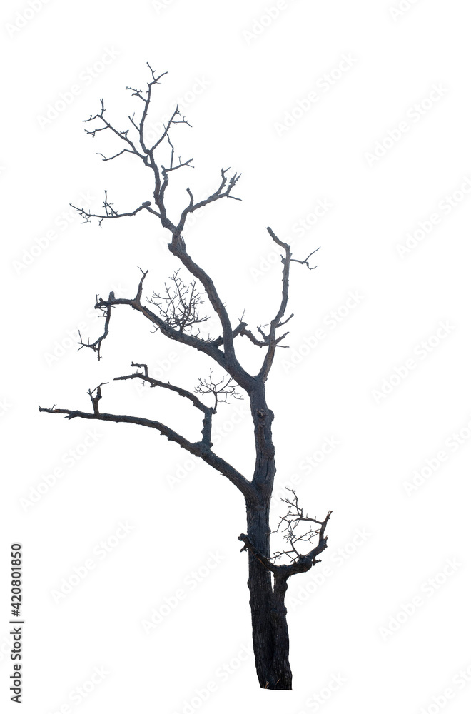 Dead tree on the white background Dead tree on the white background