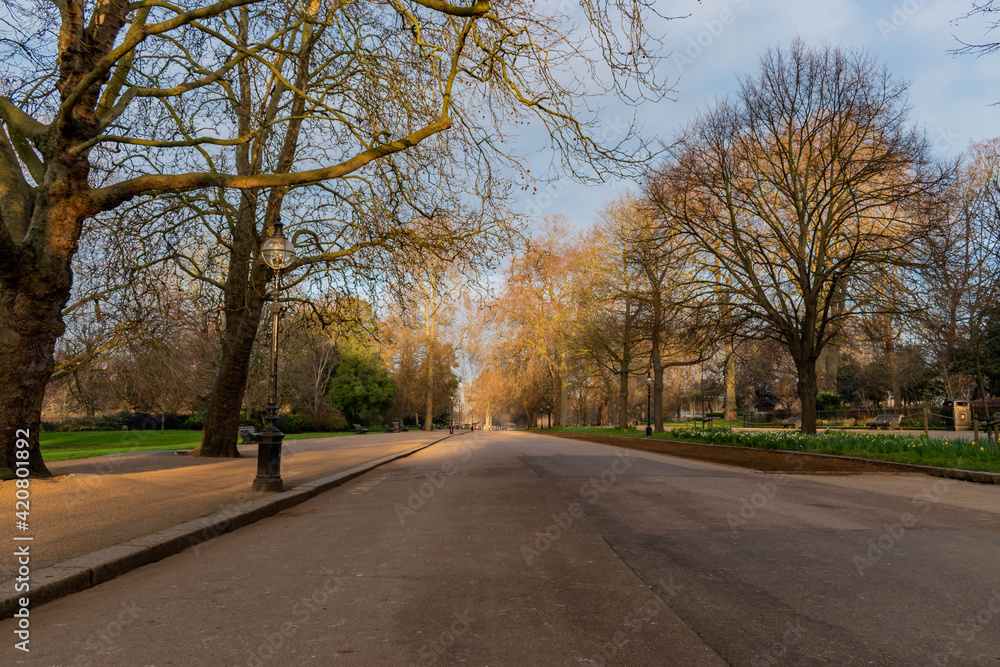 Tree lined asphalt avenue in Hyde Park with daffodils on the side, London
