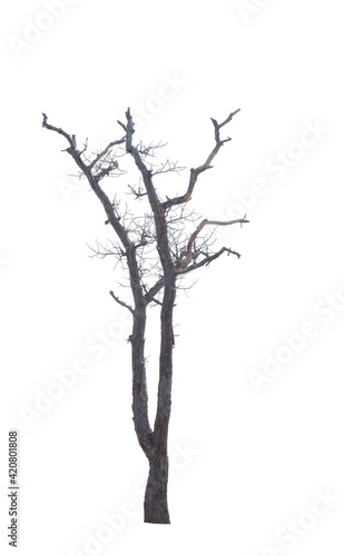 Dead tree on the white background