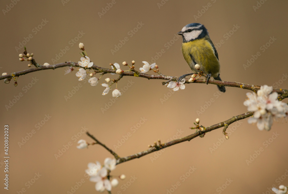 Blue tit,Cyanistes caeruleus, perched on apple blossom, spring in Oxfordshire Blue tit,Cyanistes caeruleus, perched on apple blossom, spring in Oxfordshire