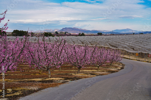 Peach blossom in Cieza  Soto de la Zarzuela in the Murcia region in Spain