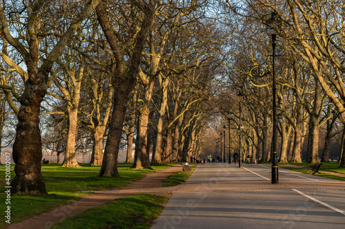 Trees lined with avenue in Hyde Park, London