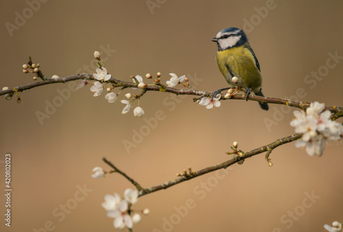 Blue tit,Cyanistes caeruleus, perched on apple blossom, spring in Oxfordshire © Carl