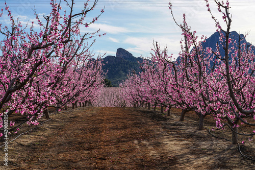 Photos Peach blossom in Cieza, Soto de la Zarzuela in the Murcia region in Spain