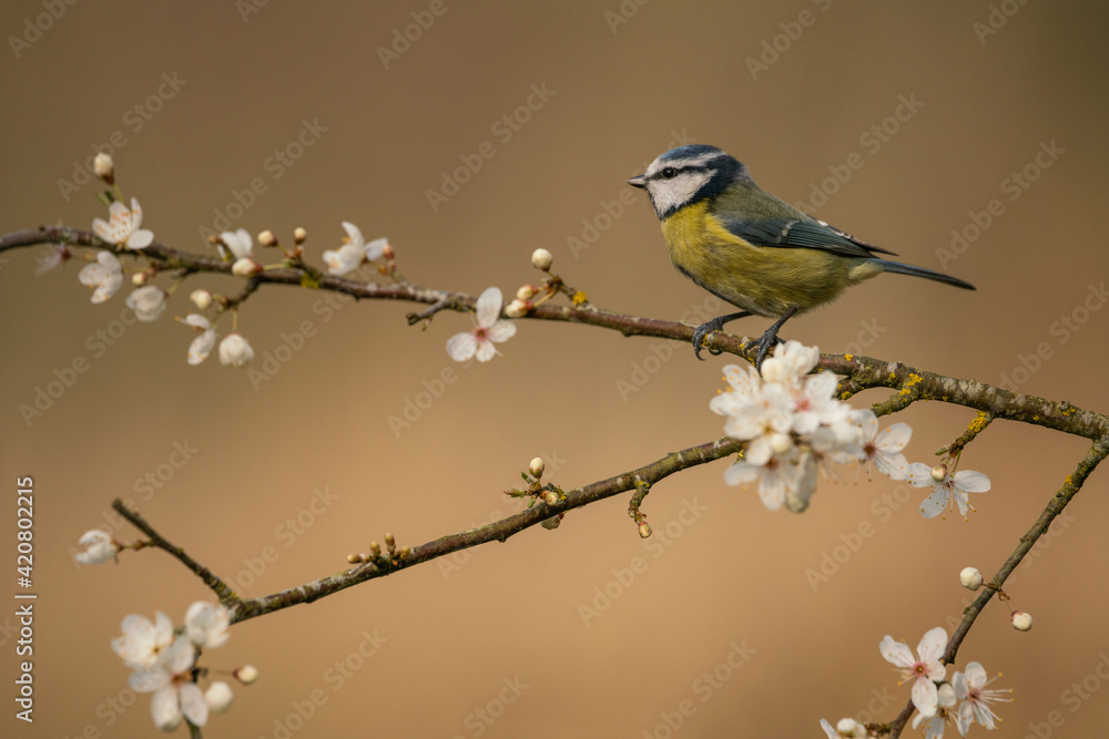Blue tit,Cyanistes caeruleus,  perched on apple blossom, spring in Oxfordshire