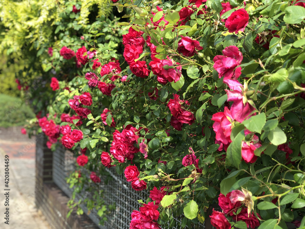 Naklejka premium Branches of a wicker red rose hang over a metal fence