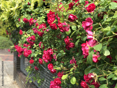 Branches of a wicker red rose hang over a metal fence