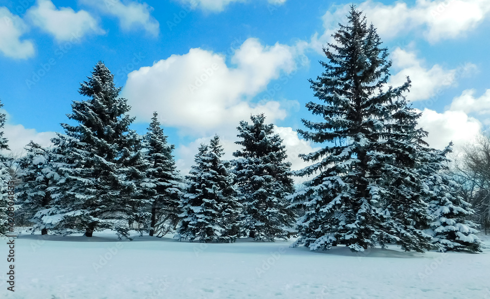 Christmas Trees Covered With Snow