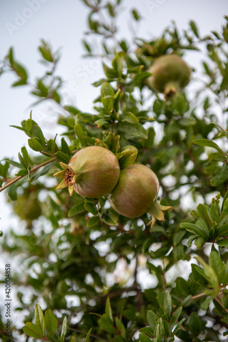 A couple of green pomegranate fruits on a branch