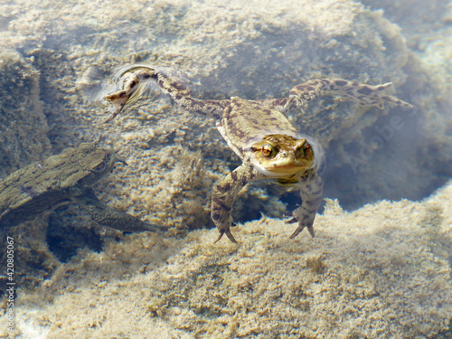 Toad swims underwater outdoor