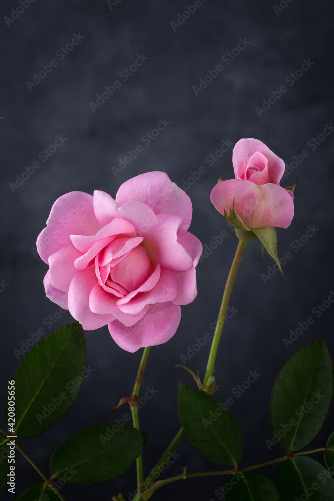 pink rose and rose bud, blooming flowers on a dark background