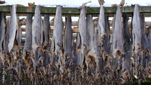 Fotografie Fish drying on wooden racks, Henningsvaer, Lofoten Islands, North Norway