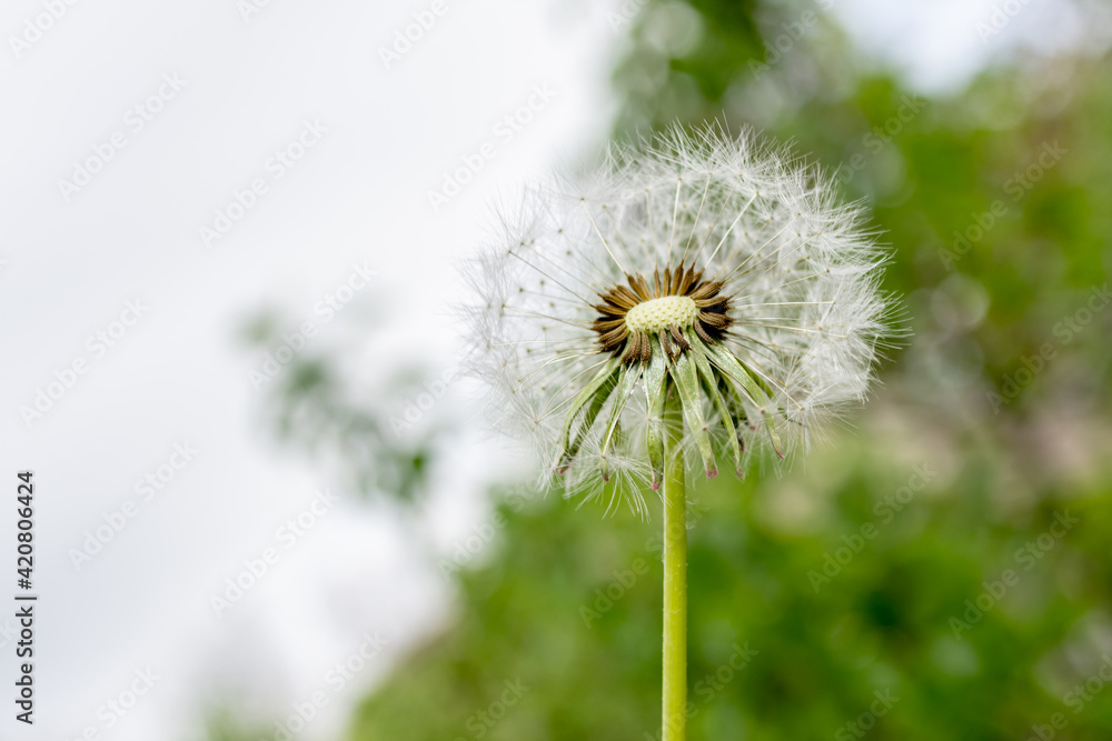 Naklejka premium Dandelion seeds on the heads. Summer photo.