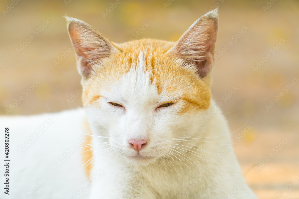 Portrait of white and orange cat sleeping, close up.