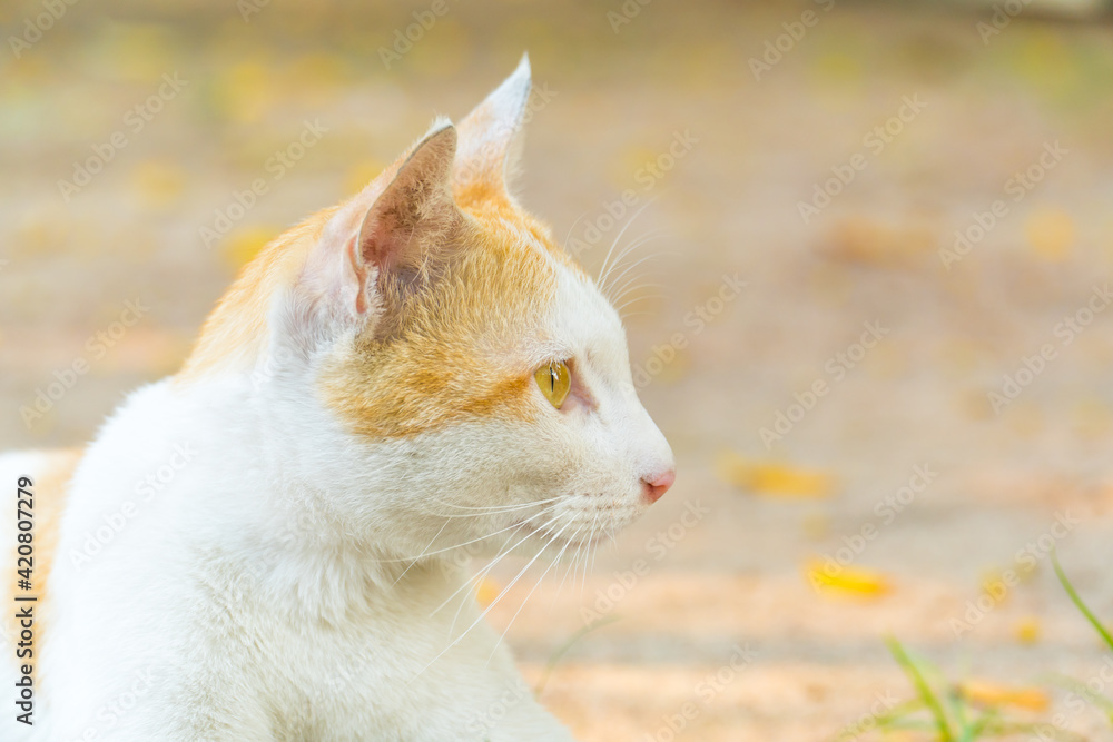 Close up of Cat looking to side. Portrait of white and orange cat with yellow eyes. copy space for text.