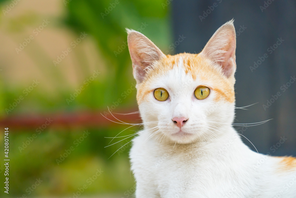 The cat looking and sits. Portrait of white and orange cat with yellow eyes, close up. The cat looking and sits. Portrait of white and orange cat with yellow eyes, close up.