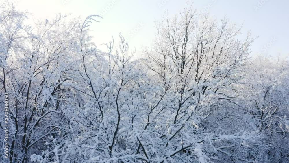 Aerial shot of tree branches covered in snow. Winter holiday mood Aerial shot of tree branches covered in snow. Winter holiday mood