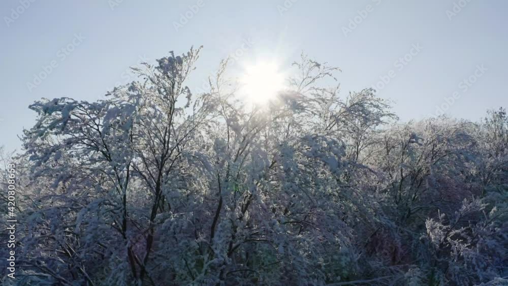 Aerial shot of tree branches covered in snow. Winter holiday mood Aerial shot of tree branches covered in snow. Winter holiday mood