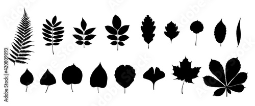 Big set of leaf silhouettes. Isolated shapes on white background. Collection of leaves of fern, maple, chestnut, birch, rowan, oak, willow, lilac, aspen, ash, ginkgo biloba. Stock vector illustration