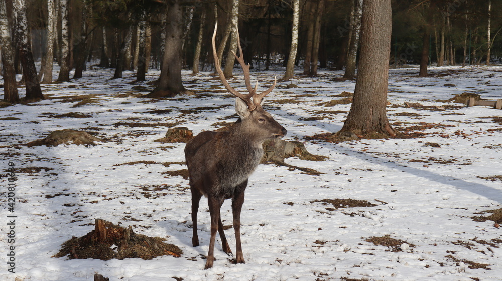 Fototapeta premium deer family in belarusian forest