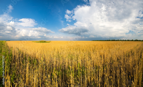 View of wheat field © gumbao