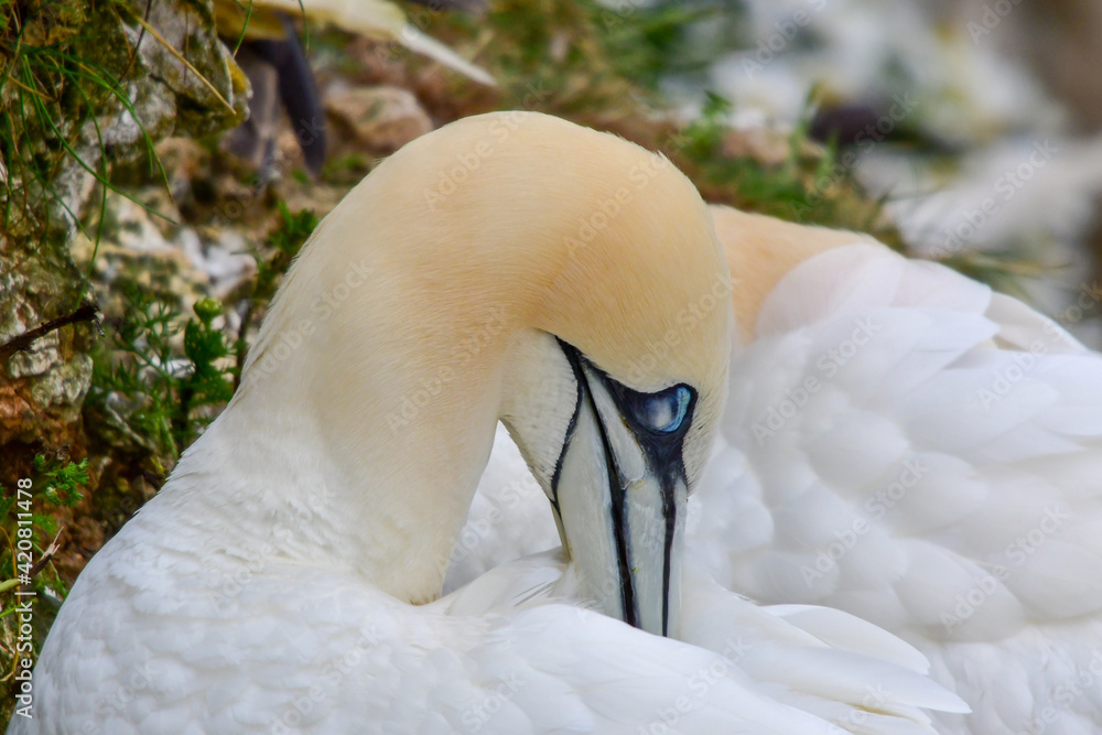 Obraz premium Gannet checking its feathers