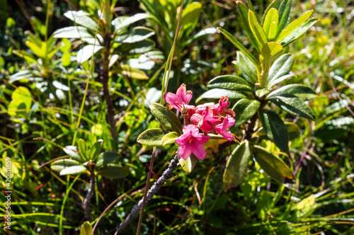 Waldblume  Alpen    sterreich