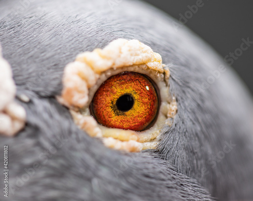Unique pigeon eye. Wild grey bird eye
