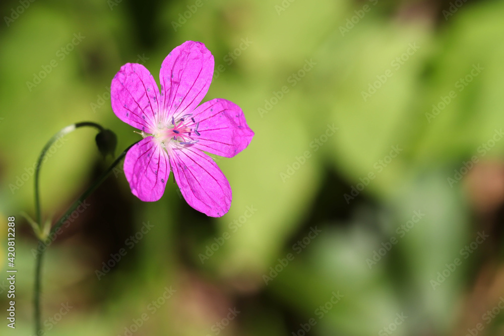 A bright fully blossoming lilac flower of a forest geranium sylvaticum against a background of lush green meadows. Soft focused image. A bright fully blossoming lilac flower of a forest geranium sylvaticum against a background of lush green meadows. Soft focused image.