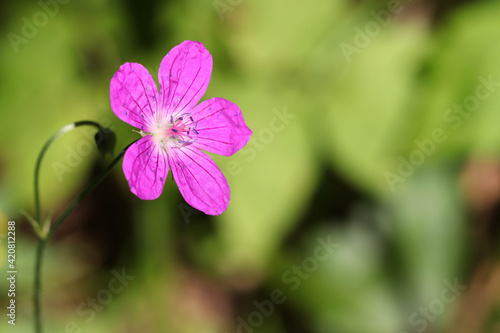 A bright fully blossoming lilac flower of a forest geranium sylvaticum against a background of lush green meadows. Soft focused image.